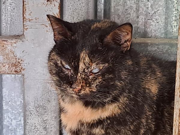 Susina, squamina cieca - adozione del cuore Foto 2